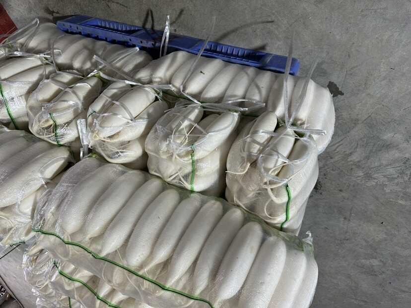 湖北天门白萝卜，产地直供，品质保证，热忱耐心，欢迎询购。