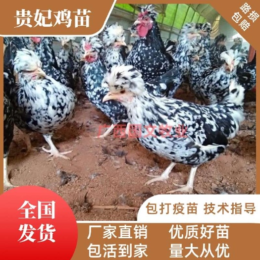 南宁贵妃鸡苗  优质鸡苗包运输路损 包出壳疫苗保质保量 可发全国