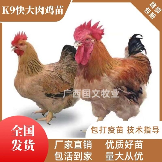 南宁K9鸡苗 K9快大鸡苗 882/灰羽/K901麻黄鸡苗出壳活