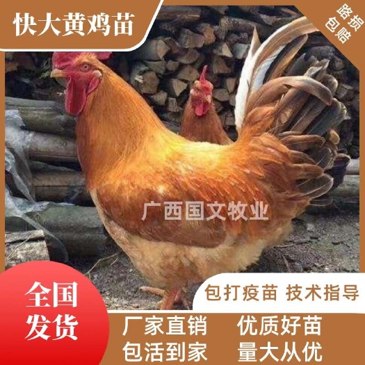 南宁快大黄鸡苗  快大型三黄肉鸡 品种优良 疫苗齐全  可发全国