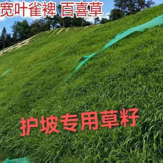 宽叶雀稗百喜草种子耐盐碱护坡固土边坡绿化耐热耐旱夏季草种籽批