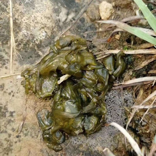 蒲城县地软 地皮菜 片大肉厚