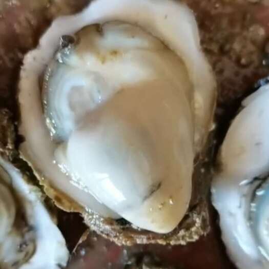 北海湛江蚝  一手货源 壳薄肉肥 欢迎咨询