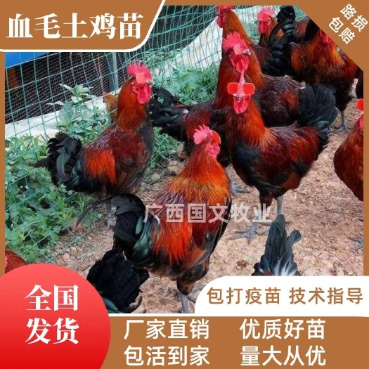 南宁血毛土鸡苗 青脚高冠公鸡苗 纯血毛鸡苗 出厂疫苗可发全国