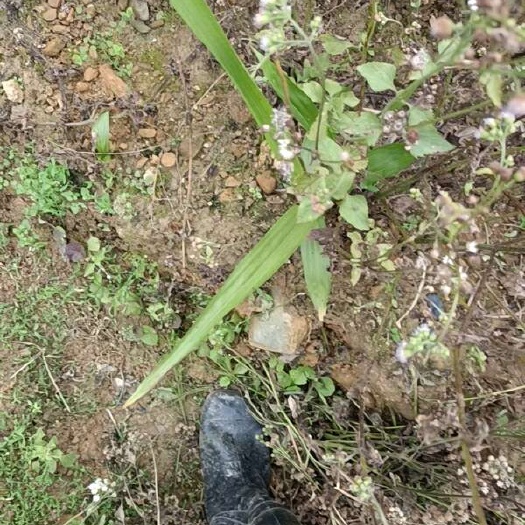 桂平市白芨苗出售