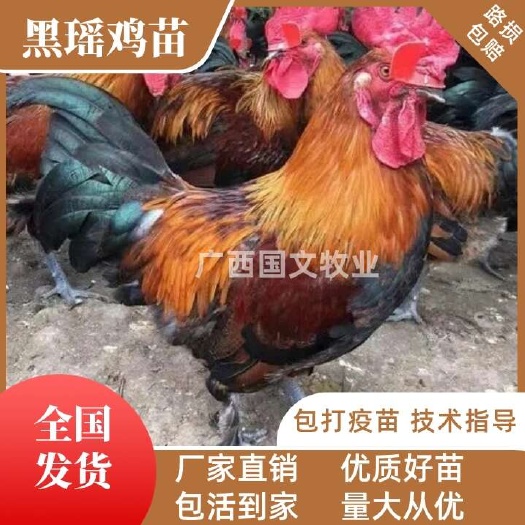 南宁瑶鸡苗 黑瑶鸡苗红瑶鸡苗 品种优良 疫苗齐技术指导全可发全国