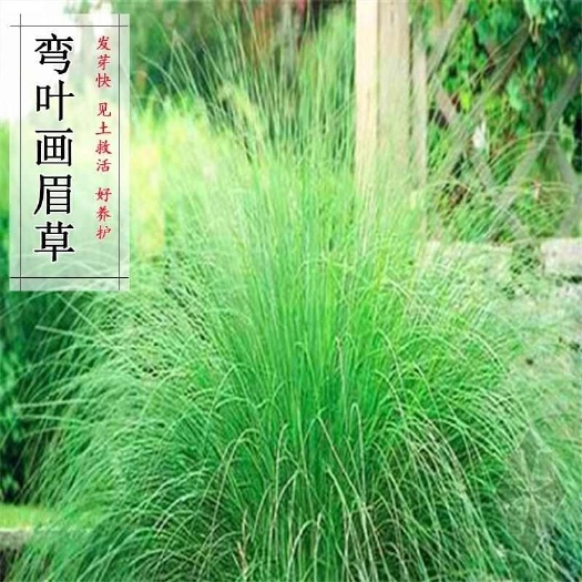 弯叶画眉草种子 耐高温草坪种子 河岸护堤草籽 暖季型草籽批发
