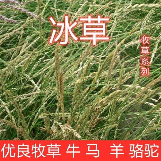 冰草种子羽牧草护坡牧草种籽工程绿化防风沙固土耐寒耐旱草籽批发