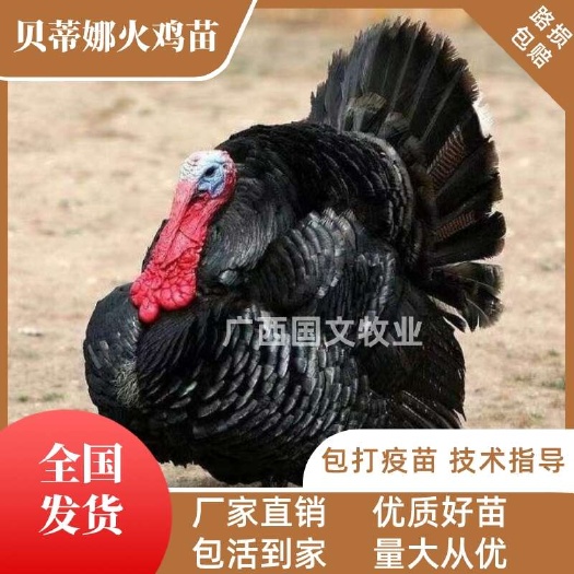 南宁贝蒂娜火鸡苗 青铜火鸡苗  优良品种  技术指导  可发全国