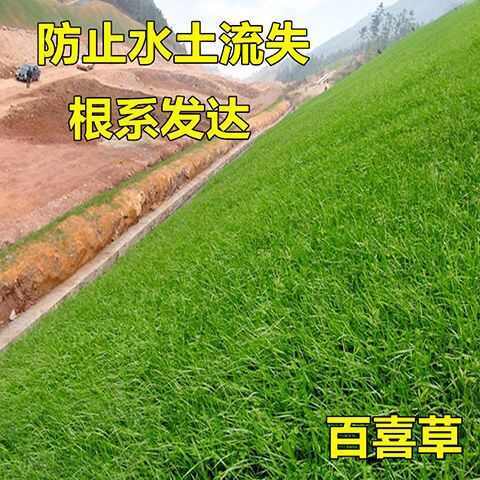 苏州百喜草种子 道路护坡 水土保持 牧草草籽  堤坝绿化草坪种子