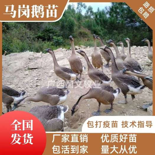 南宁鹅苗 马岗鹅苗灰鹅苗 阳江鹅苗 品种优良 打好疫苗 可发全国