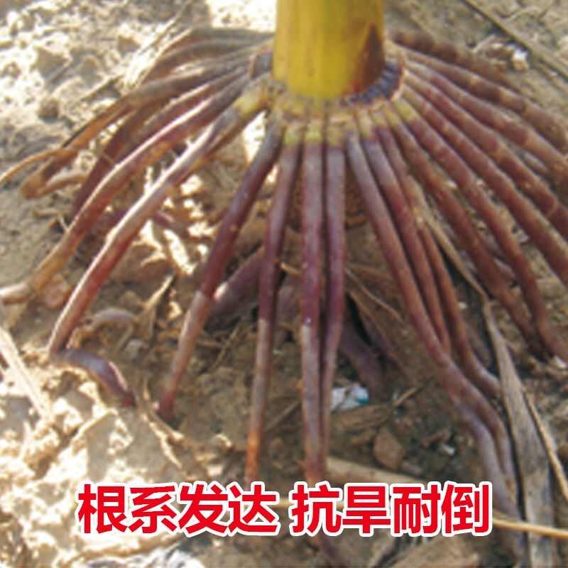 新中玉801