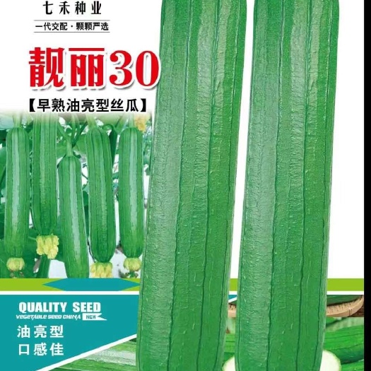 七禾 早熟油亮丝瓜 靓丽30丝瓜种子