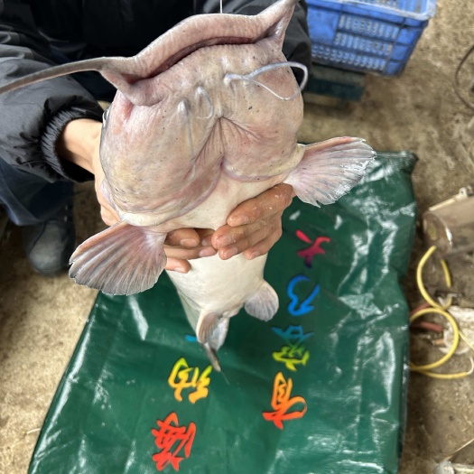 罗定市叉尾鮰鱼大规格3至10斤