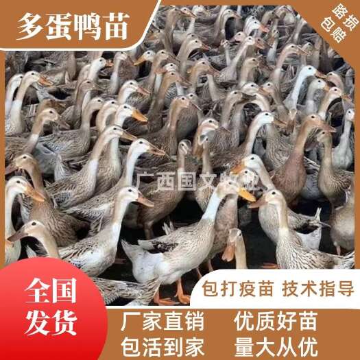 南宁蛋鸭苗 多产蛋鸭苗 金锭蛋鸭苗品种优良 包打疫苗可发全国