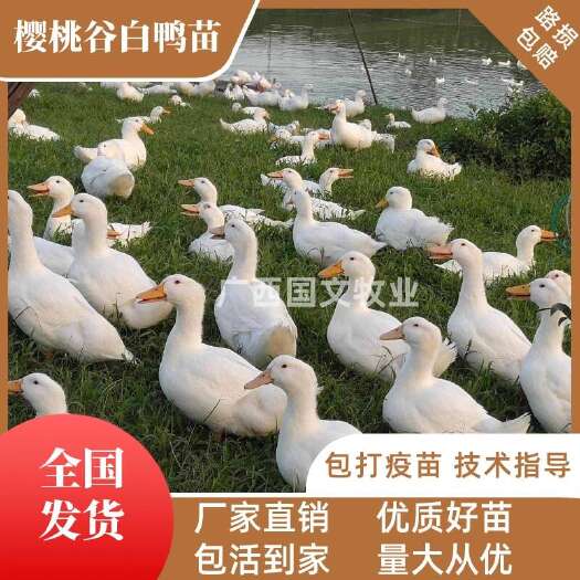 南宁白鸭苗  樱桃谷白鸭苗  大种肉鸭苗 优良品种 可发全国