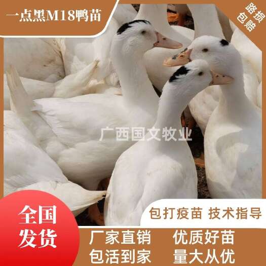 南宁半番鸭苗 M18鸭苗 木鸭苗 螺鸭  一点黑鸭苗 包运输路损