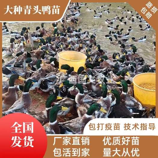 南宁大种麻鸭苗  大种四点麻鸭  青头鸭苗已 打疫苗  全国发货
