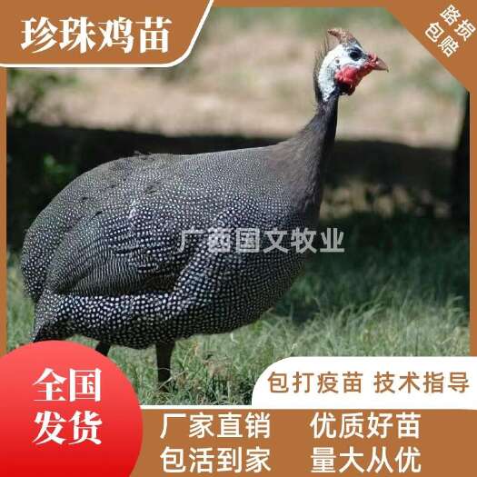 南宁珍珠鸡苗 优质鸡苗 出壳打疫苗  包运输路损  可发全国
