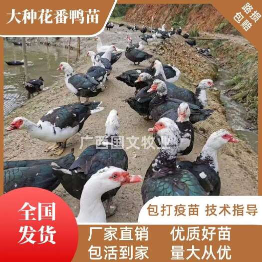 南宁大种花番鸭苗 大花西洋鸭苗 旱鸭苗 厂家直销批发  可发全国