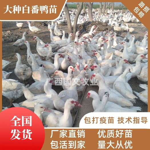 南宁番鸭苗  大种白番鸭 白西洋鸭 大种肉鸭苗 出壳包打疫苗