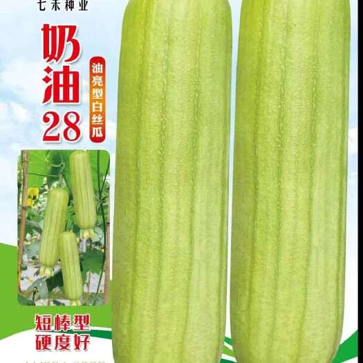 七禾 早熟油亮型白丝瓜种子 奶油28 短棒丝瓜种子