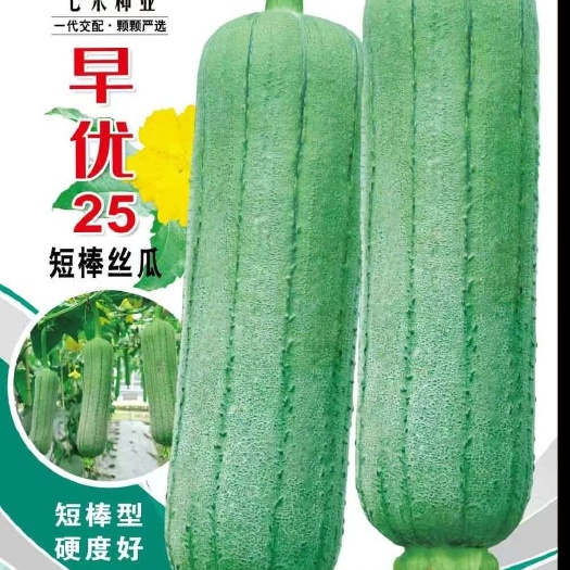七禾短棒丝瓜种子 早优25丝瓜种子 早熟产量高