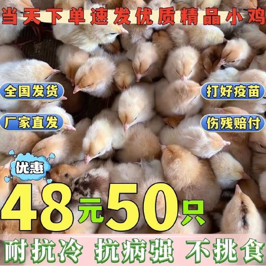 南宁现货清远鸡小鸡崽子活的小鸡仔青脚麻鸡正宗柴鸡苗50只装便宜包