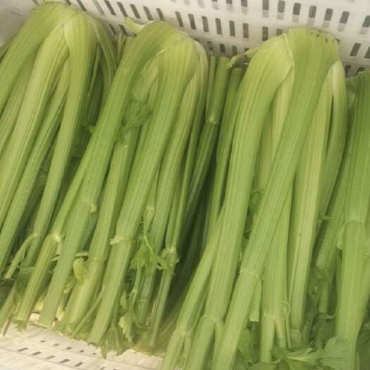 河北西芹 株高60厘米 张北切头芹菜  单颗二斤半 河北芹菜