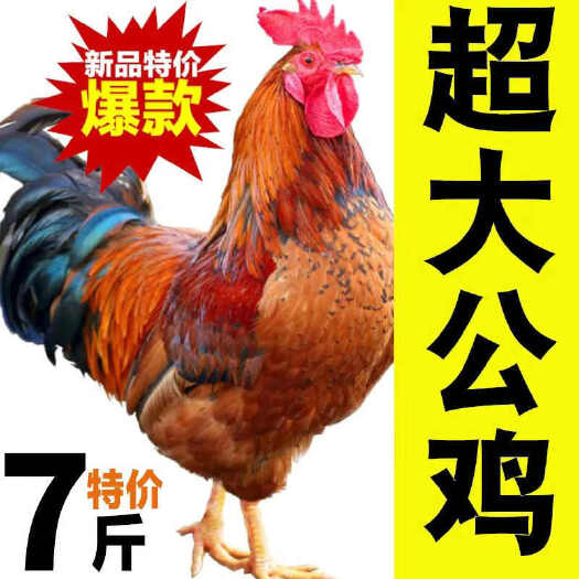 【散养两年老公鸡】农村老公鸡现杀新鲜鸡肉土鸡柴鸡走地鸡