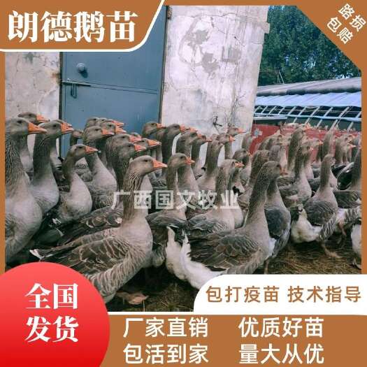 南宁朗德鹅苗 雁鹅苗  全国批发 包打小鹅瘟疫苗  品种优良