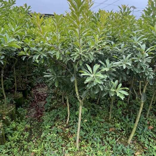 东魁杨梅树苗  黑碳杨梅苗  嫁接苗带土带叶  广西发货