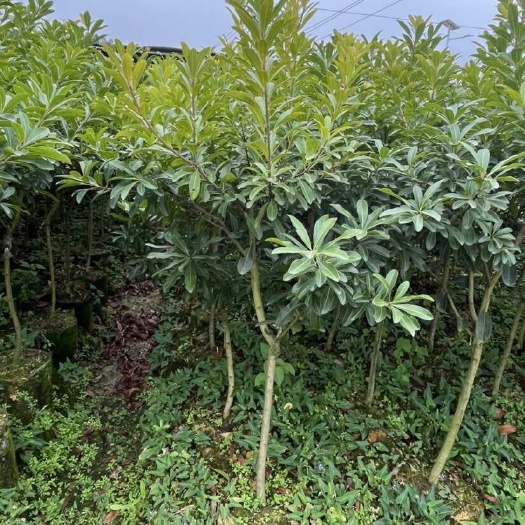 灵山县东魁杨梅树苗  黑碳杨梅苗  嫁接苗带土带叶  广西发货