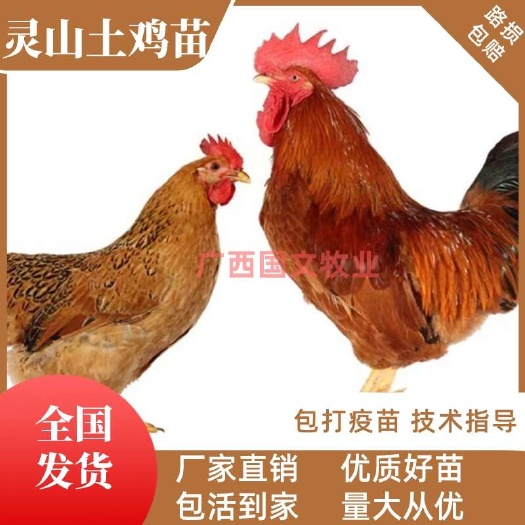 南宁灵山土鸡苗 桂香鸡苗 灵山土1.5号土2号鸡苗 优良品种