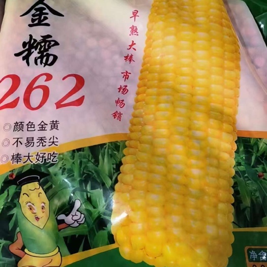 凌海市金糯262
