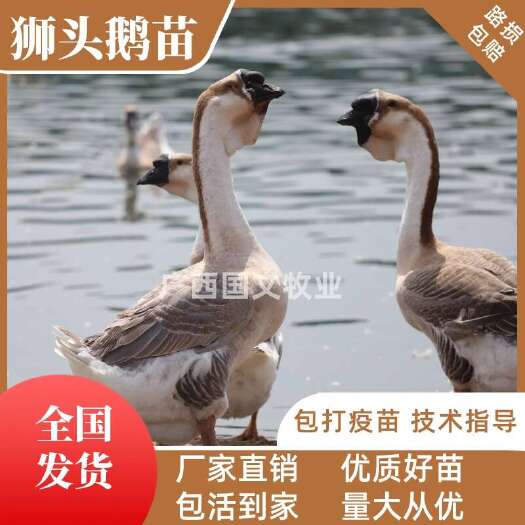 南宁大种狮头鹅苗  汕头狮头鹅苗 品种纯正  包打疫苗 可发全国