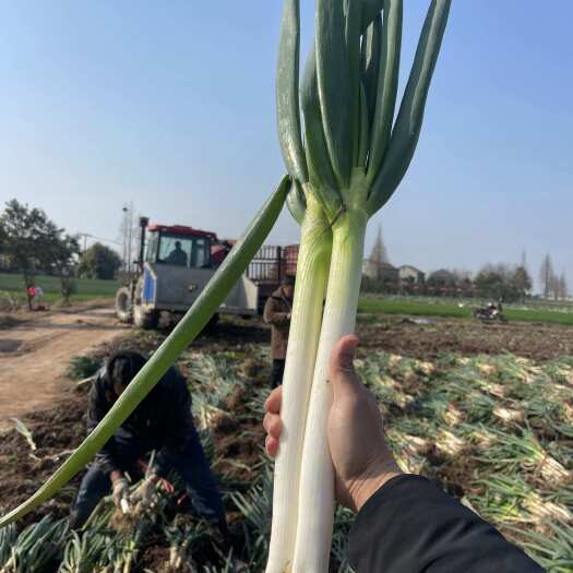 荆州精品大葱
