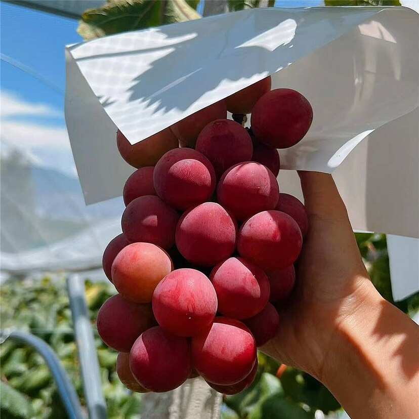 妮娜皇后嫁接苗，果粒大甜度高口感爽脆多汁