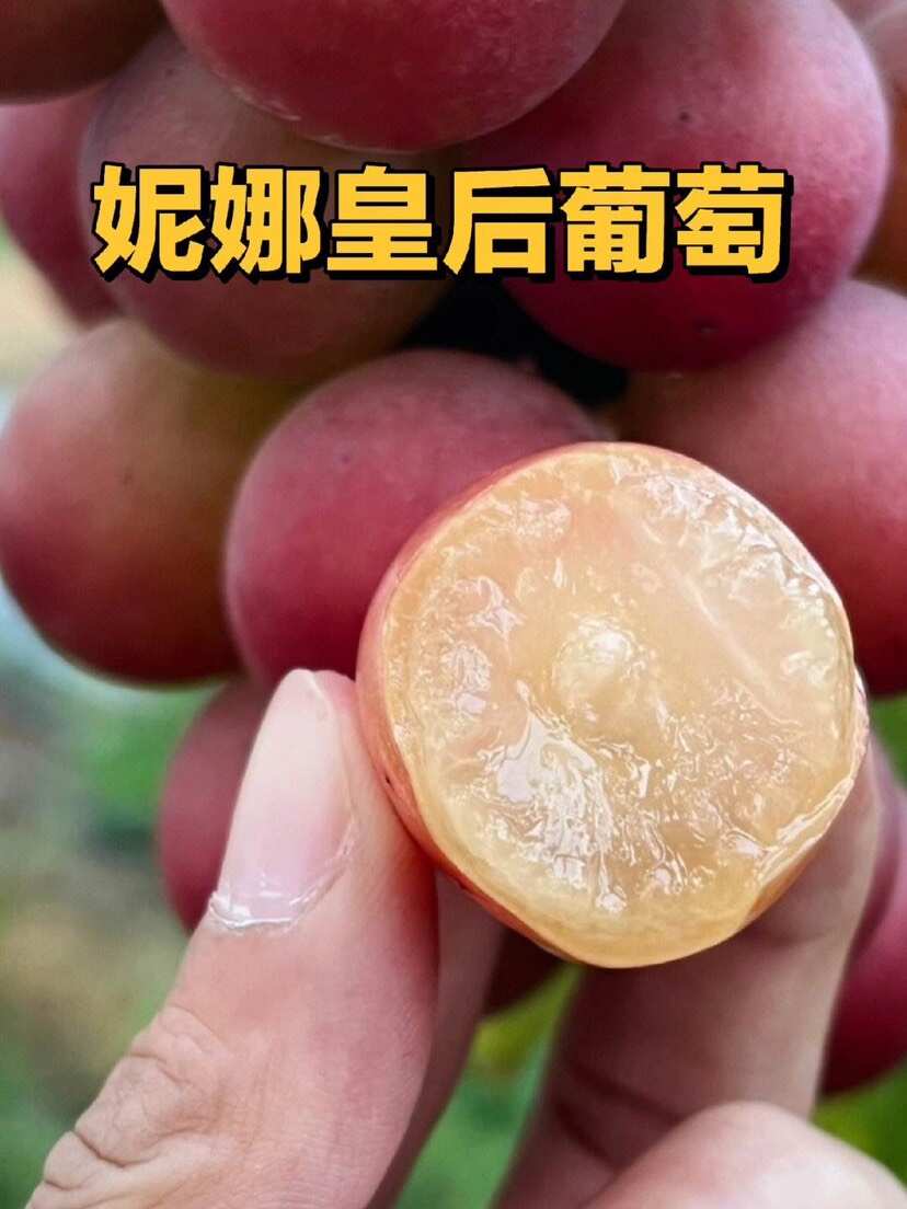 妮娜皇后嫁接苗，果粒大甜度高口感爽脆多汁