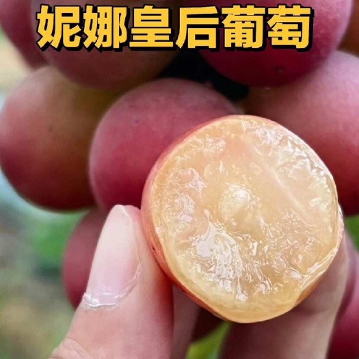 平邑县妮娜皇后嫁接苗，果粒大甜度高口感爽脆多汁