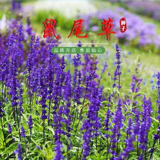 苏州宿根鼠尾草种子 多年生园林景观种子 工程庭院花卉四季易种花卉