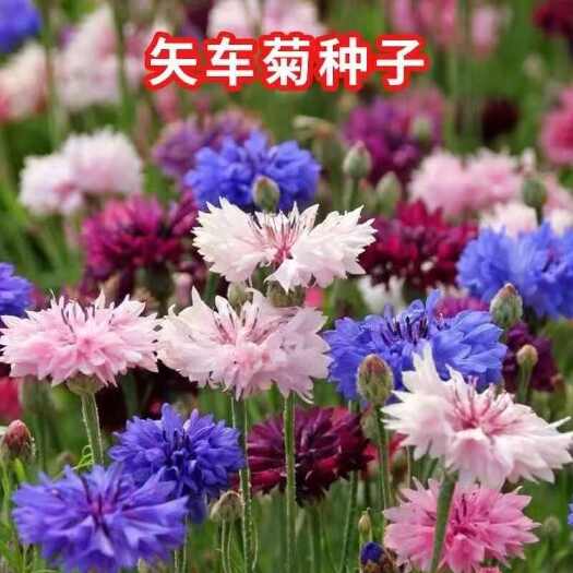 苏州矢车菊种子耐热耐旱耐寒花卉庭院花海阳台绿化花期长盆栽花草种籽