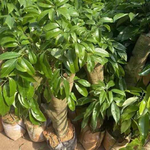 灵山县高压荔枝苗树桩荔枝树圈枝大苗妃子笑桂味仙进奉无核果树当年结果