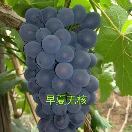 平邑县早夏无核嫁接苗，果粒大口感爽脆多汁