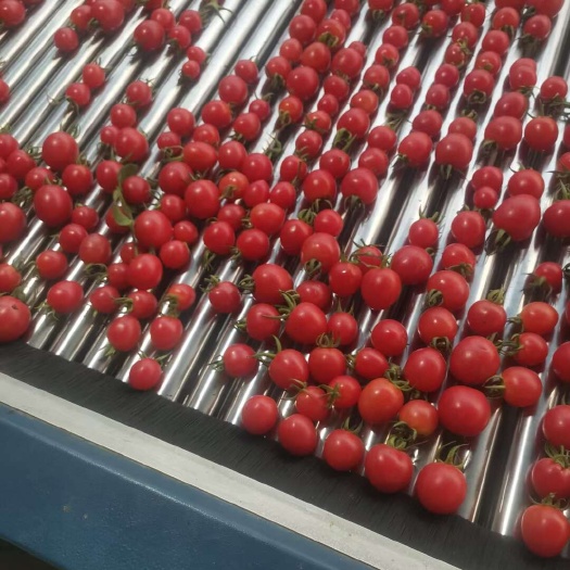 莘县山东莘县新鲜釜山88圣女果精品小番茄水果浆果当日发货