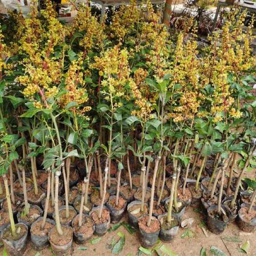 灵山县芒果树苗四季特大金煌芒贵妃芒果苗带土带叶发货结果南方种植