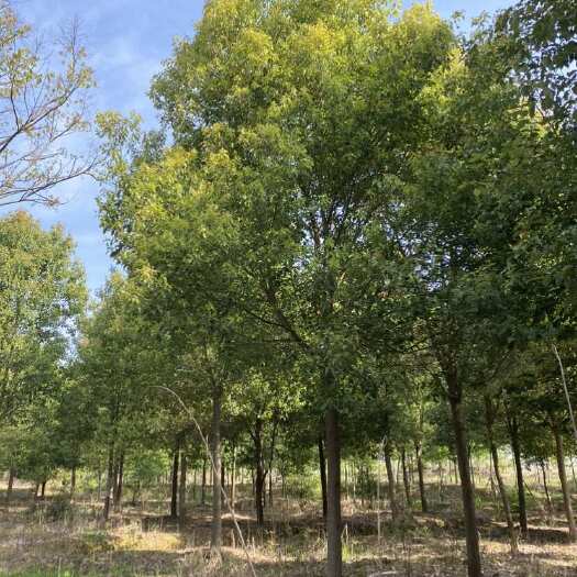 荆州12公分-35公分香樟树，湖北荆州货源