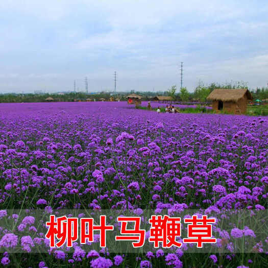 柳叶马鞭草种子多年生宿根草花种子景观绿化花海婚纱摄影观花种子