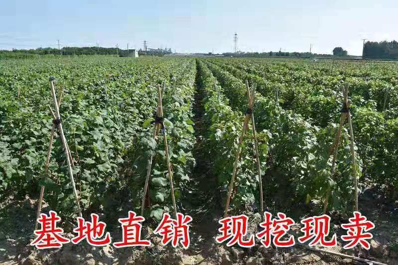 妮娜皇后嫁接苗，果粒大甜度高口感爽脆多汁