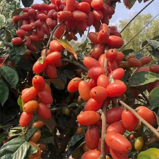 灵山县德甜二号羊奶果树苗纯甜羊奶果苗盆栽地栽庭院种植带土叶当年结果